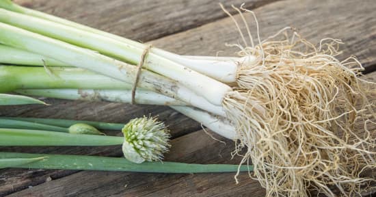 Spring Onions