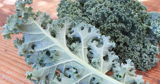 Kale - Green Curly