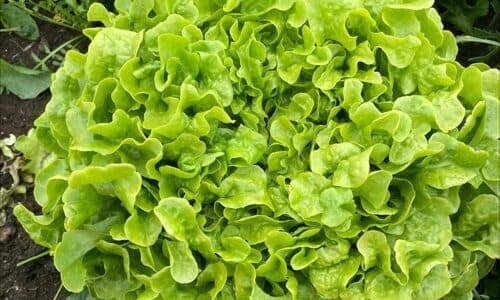 Lettuce - Butter Crunch